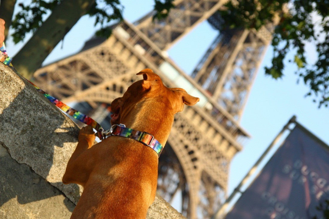 Collar With A Metal Buckle - Pixels