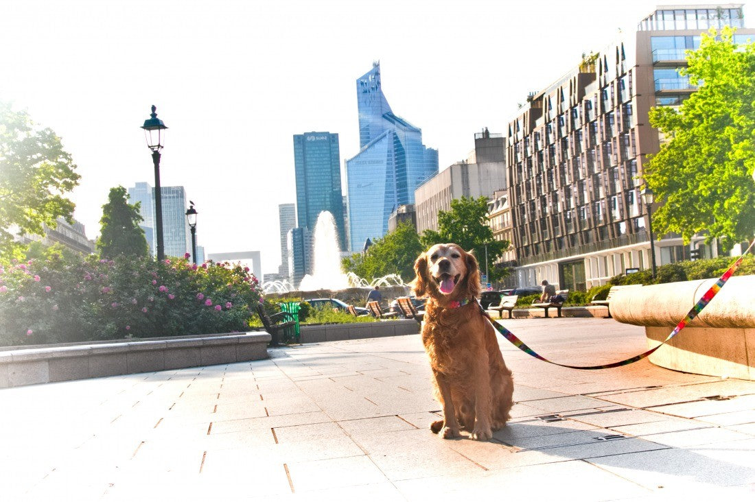 Leash - Pixels